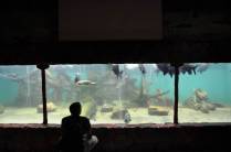 Hipnotizado pelo aquário de um restaurante em Manaus - AM